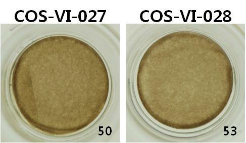 COS-VI-027, COS-VI-028을 처리한각각의 조직표면의 사진 (Day 14)