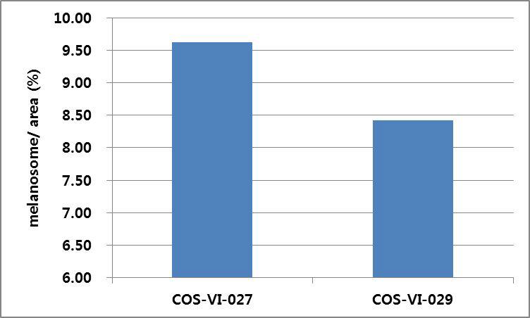 COS-VI-027, COS-VI-029을 처리한 각 조직단면의 멜라노좀 영역