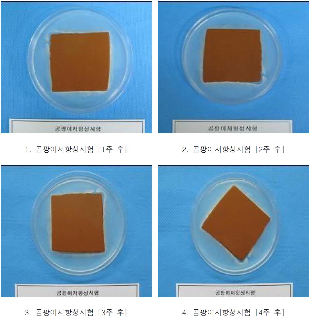 곰팡이저항성시험