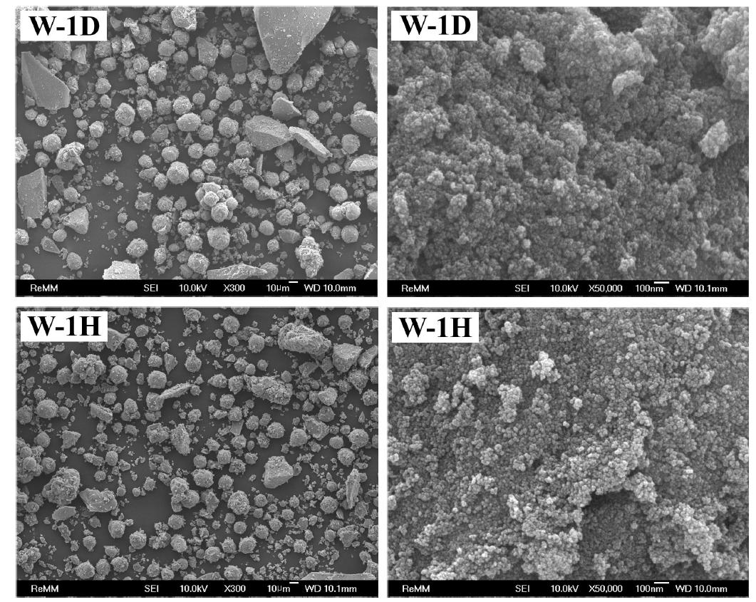 W-1D와 W-1H의 주사전자현미경사진.