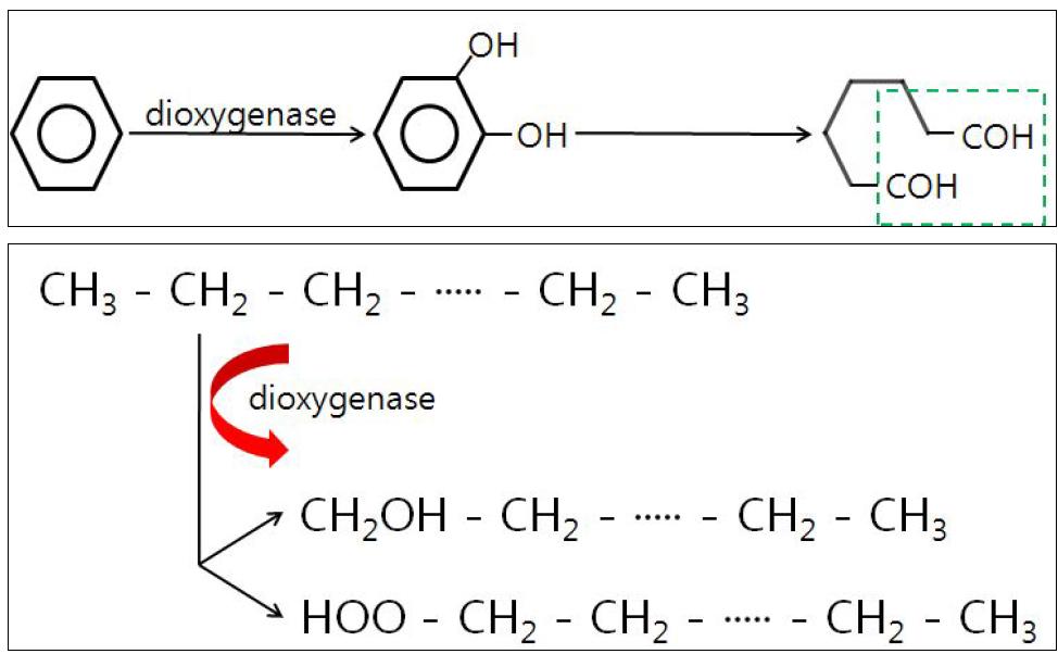 dioxygenase의 반응 메카니즘