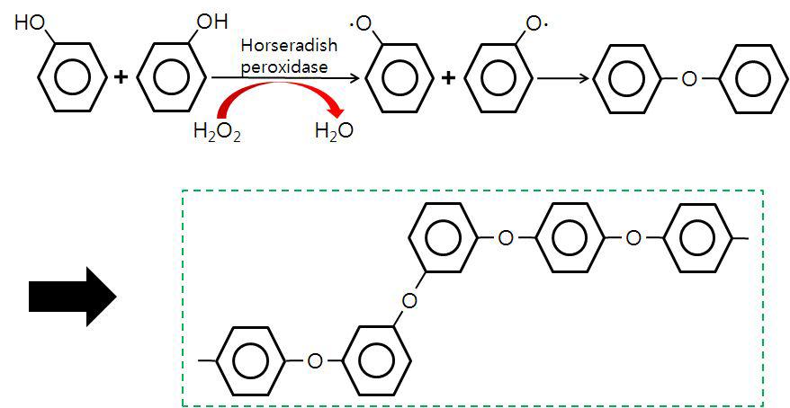 HRP에 의한 phenol radical 생성 및 polymerization 메커니즘