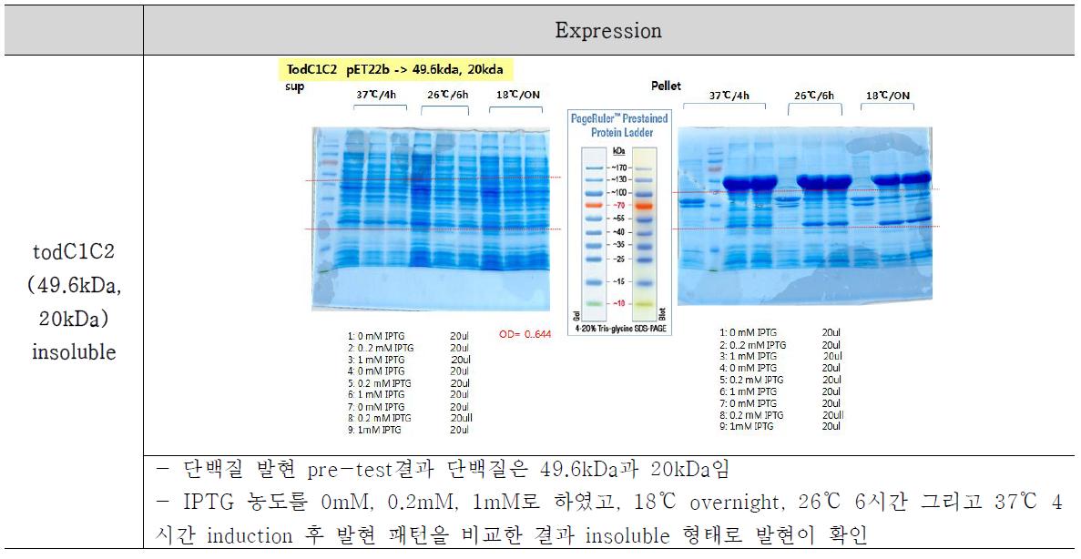 Insoluble 형태로 발현된 todC1C2의 결과
