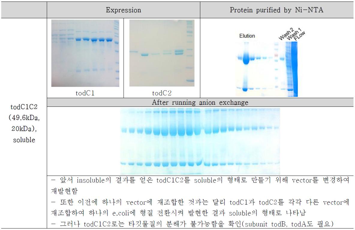 Soluble 형태로 발현된 todC1C2의 결과