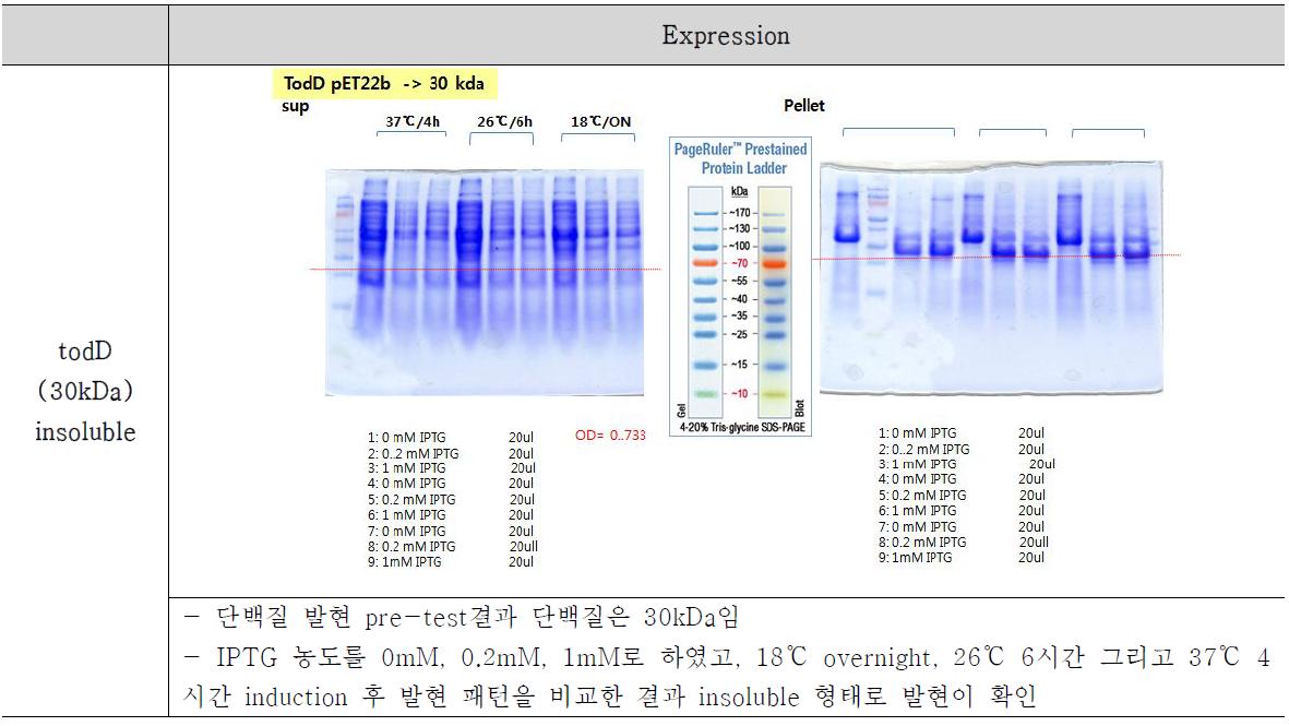 Insoluble 형태로 발현된 todD의 결과