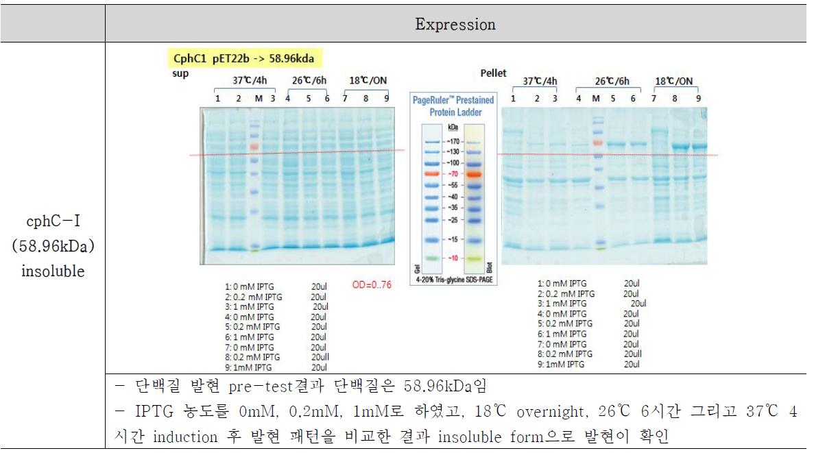 Insoluble 형태로 발현된 cphC-I의 결과