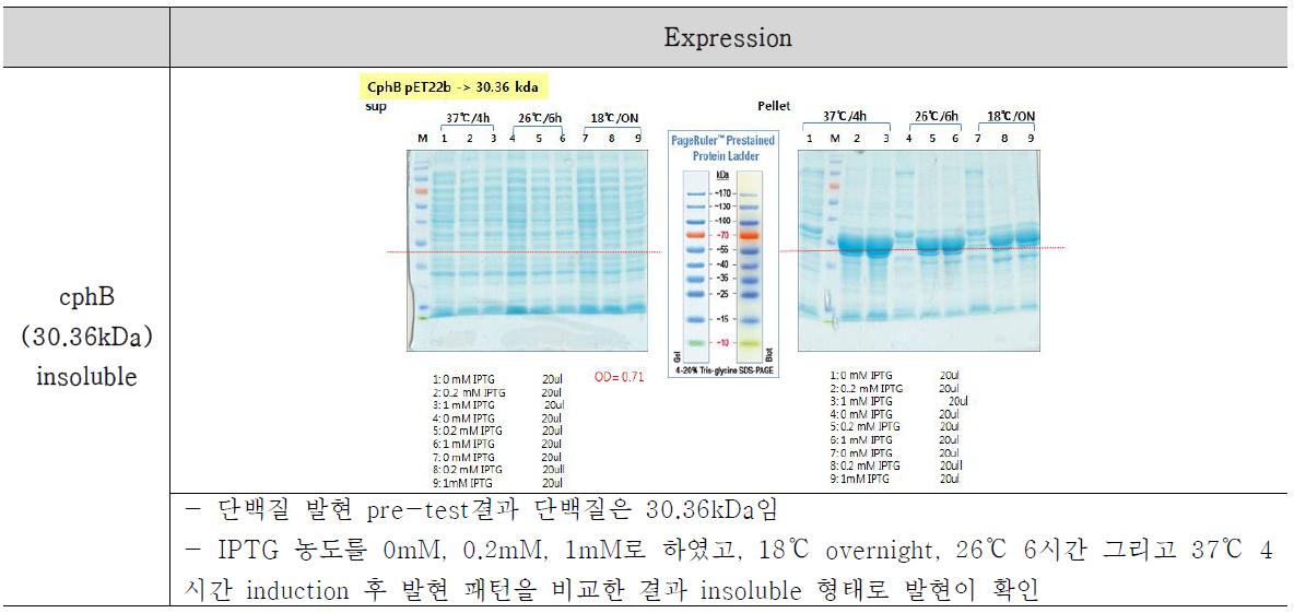 Insoluble 형태로 발현된 cphB의 결과