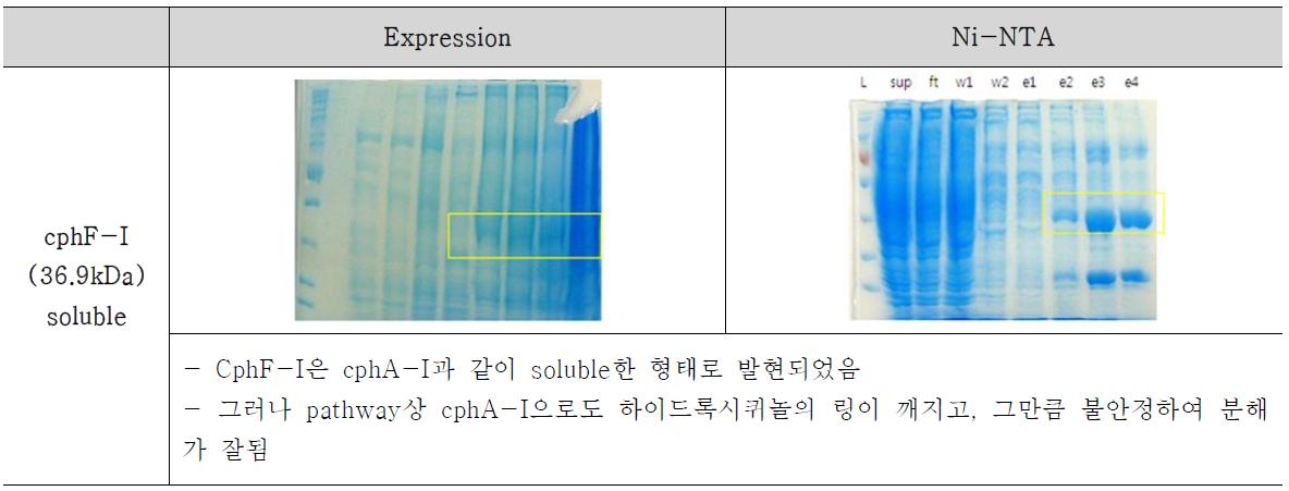 Soluble 형태로 발현된 cphF-I의 결과