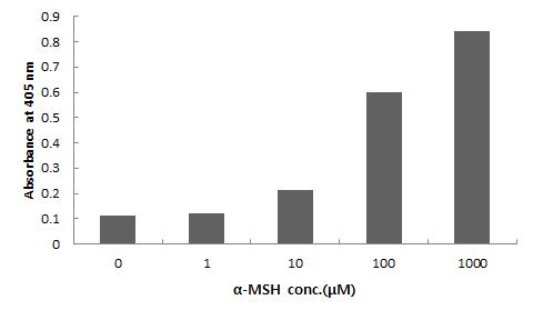 Melanoma B16 cells were stimulated with α-MSH. B16 melanoma cells were treated with α-MSH at 0, 1, 10, 100, 1,000μM concentration. Amounts of melanin were determined measuring absorbance of cell-free culture media at 405nm.