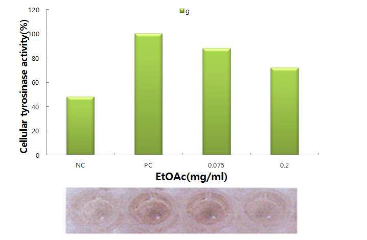 Effects of abalone extract on tyrosinase activity in B16F10 melanoma cells. B16F0 melanoma cells were treated with abalone extract for 48 h at 0.075, 0.2mg/ml respectively. The lysates of the cells containing tyrosinase were incubated with L-DOPA for 1 h.