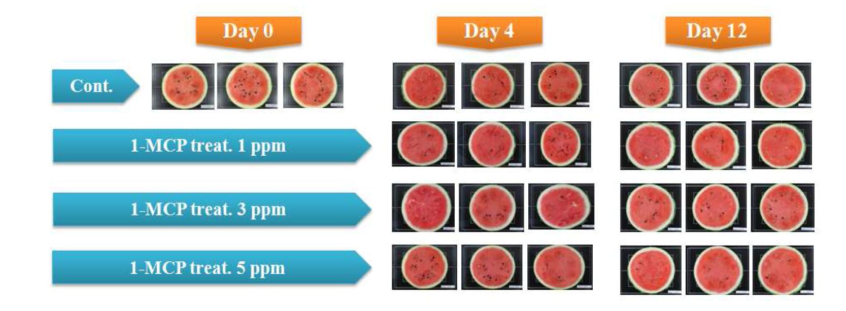 1-MCP 처리 후 저장 중인 수박 과육 단면