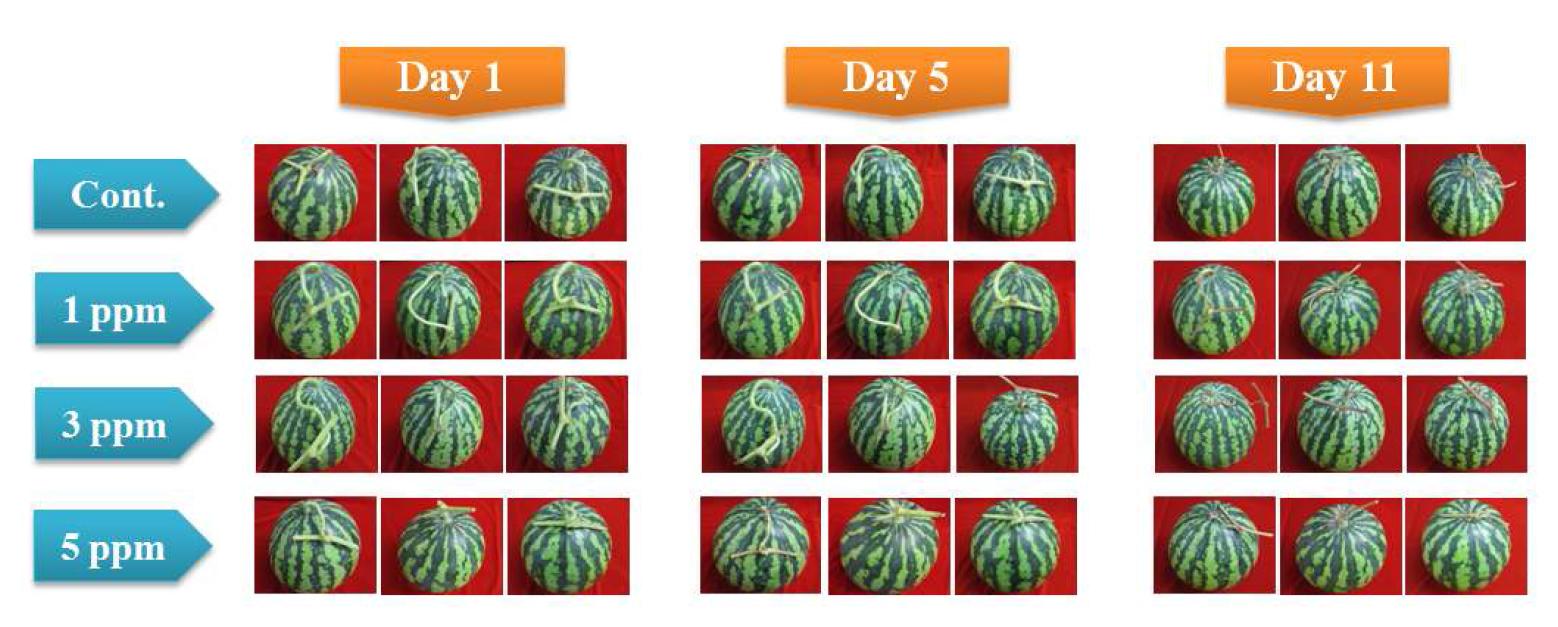 1-MCP 처리후 저장 중 수박의 꼭지 시듦 비교