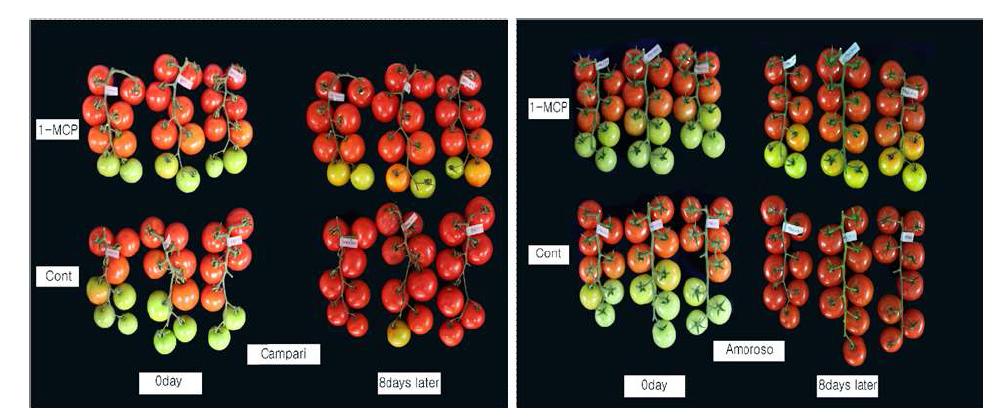 1-MCP 처리 8일 후 송이토마토 품종별 색상 변화