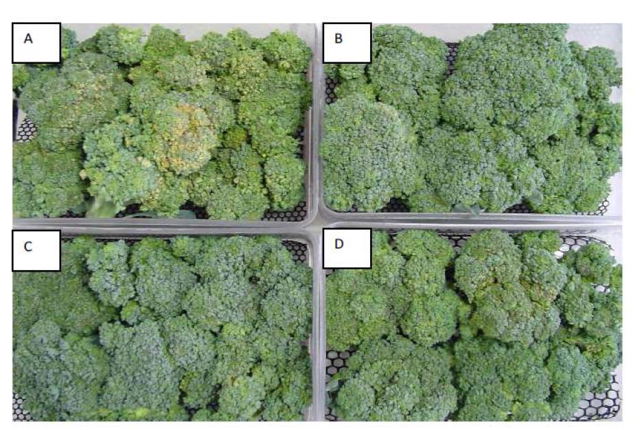 Broccoli was treated with 1-MCP at 0 (A) 1 (B) 12 (C) and 24 (D) µl L at 21 °C for 6 h. then kept at 10 °C