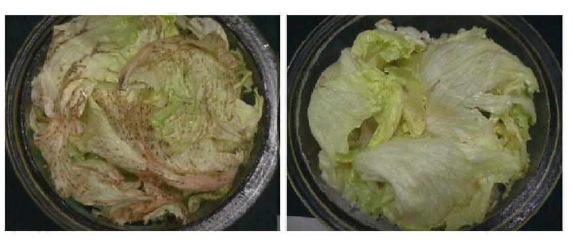 Appearnces of minimally processed iceberg lettuce pretreated with 10 µl•-1 ethylene (left) and 500 nl•L-1 1-MCP (Right) for 6 h at 21 ℃, then stored in a clam shell box at 5 °C (90-95%RH) for 7 days.