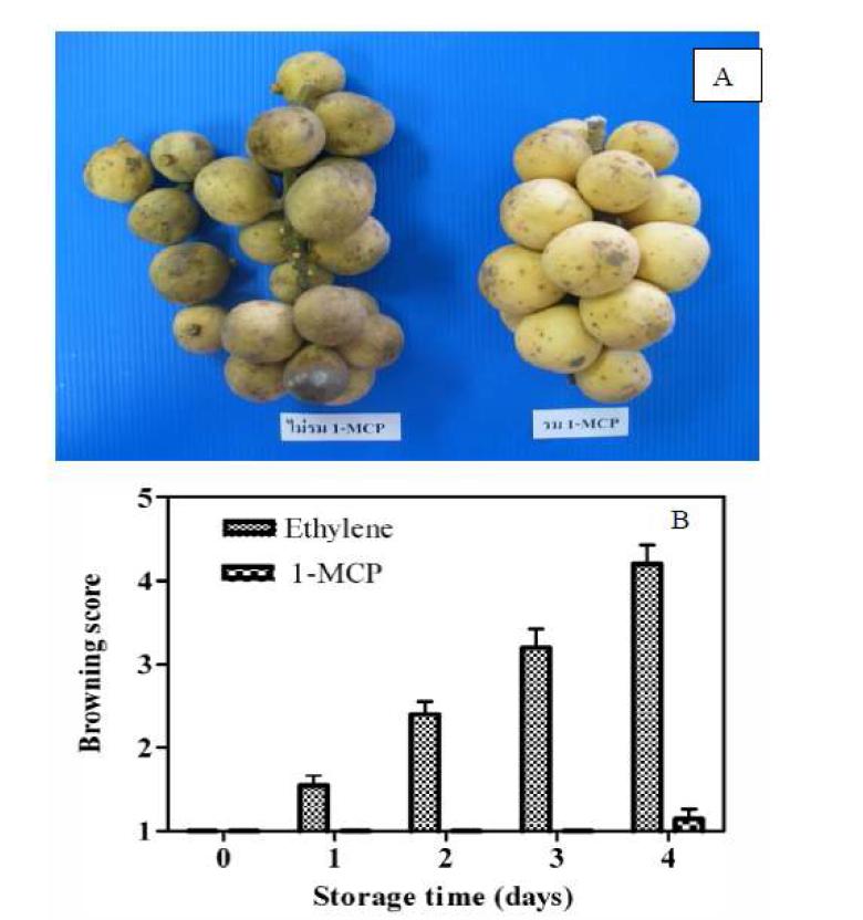 Appearance of longkokng bunches (A) pretreated with 0