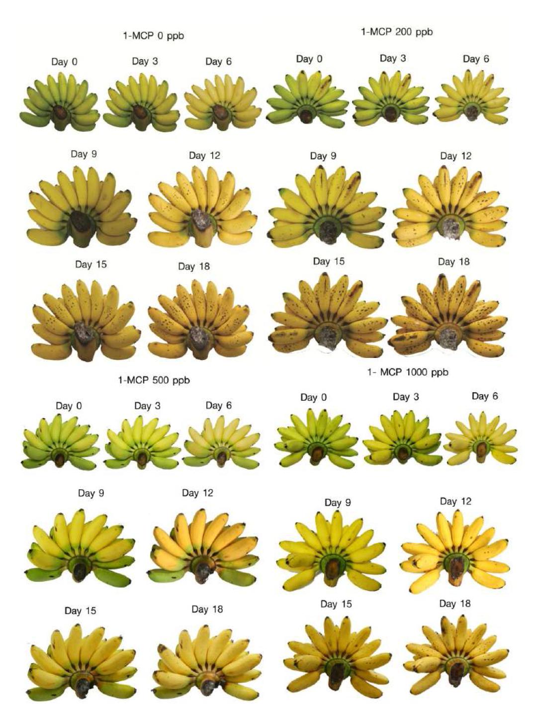 Senescence spotting symptom of banana fruits cv. Kluai Khai pretreated with 0