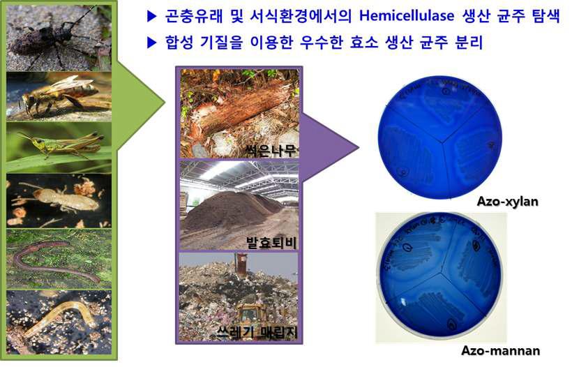 Screening of hemicellulase from symbiont and other materials.