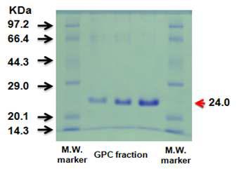 SDS-PAGE of purified xylanase(XylC) from Paenibacillus sp. HY-22.