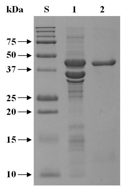 SDS-PAGE of the purified XylK2∆Fn3-CBM 2. Lane S, standard marker proteins; lane 1, proteins from inclusion bodies; lane 2, purified recombinant enzyme.