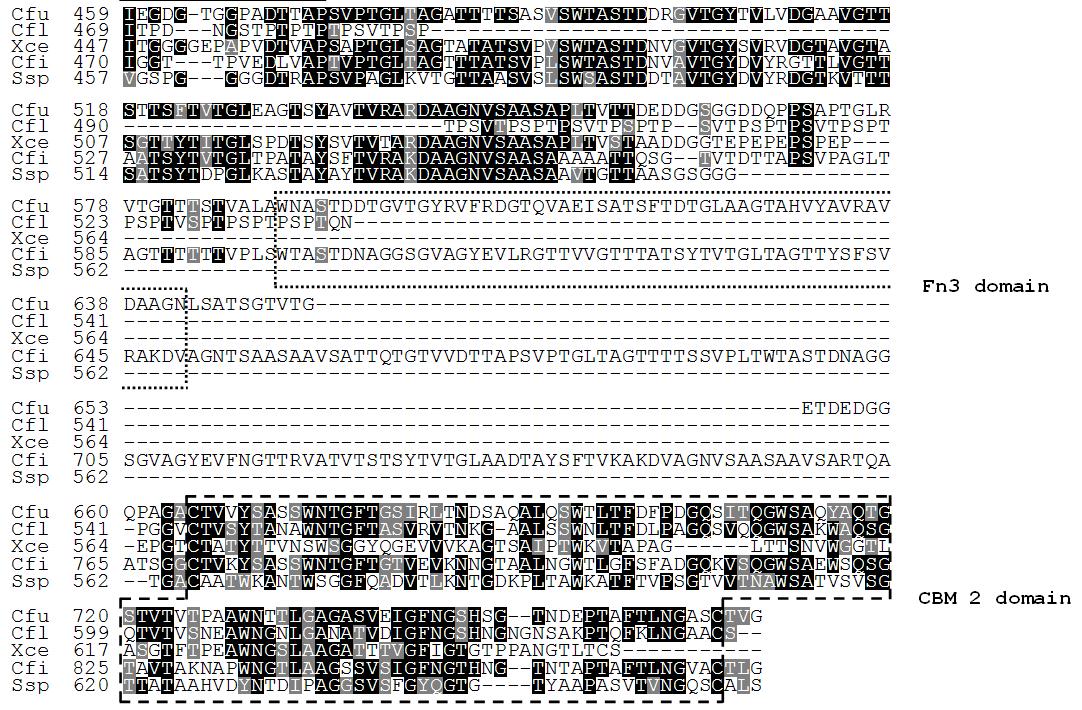 Alignment of the deduced amino acid sequence of β-1,4-xylanase, fibronectin 3 (Fn2) domain, and cellulose bingding module 2 (CBM2) domain from Cellulosi- microbium sp. strain HY-13 with those of other structurally related GH6 enzymes.