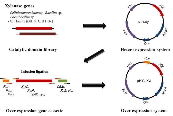 Development profile of over-expression system using shuttle vector system.