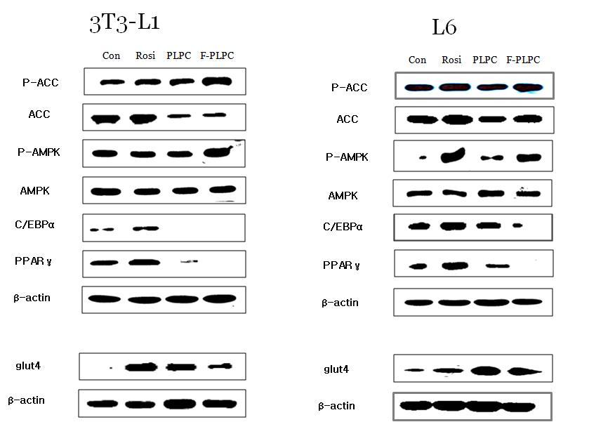 3T3-L1 cell, L6 cell의 AMPK, ACC, C/EBPα, PPARγ, GLUT-4의 단백발현에 미치는 영향