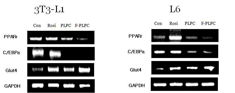3T3-L1 및 L6 cell 에서 PPARγ,C/EBPα 및 GLUT-4 mRNA 발현에 미치는 영향