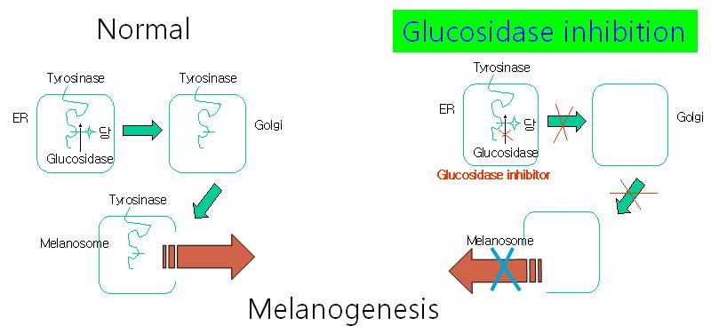 Glucosidase Inhibition과 Melanogenesis