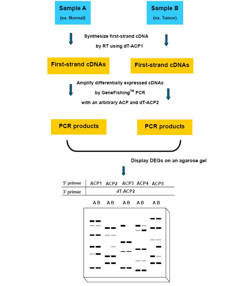 Overview of the Genefishing DEG premix kits