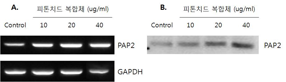 PAP2 발현 효과 (A, mRNA level; B, protein level)
