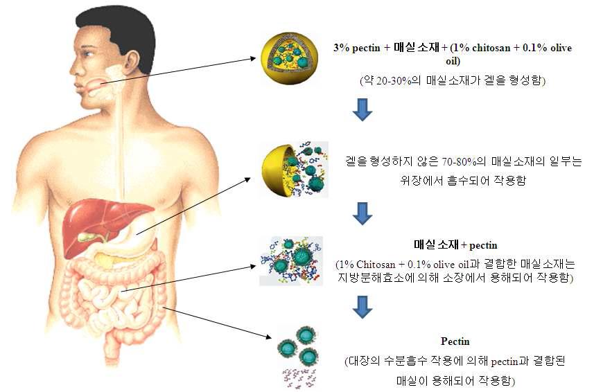 Encapsulation of Prunus mume with biopolymers schematic