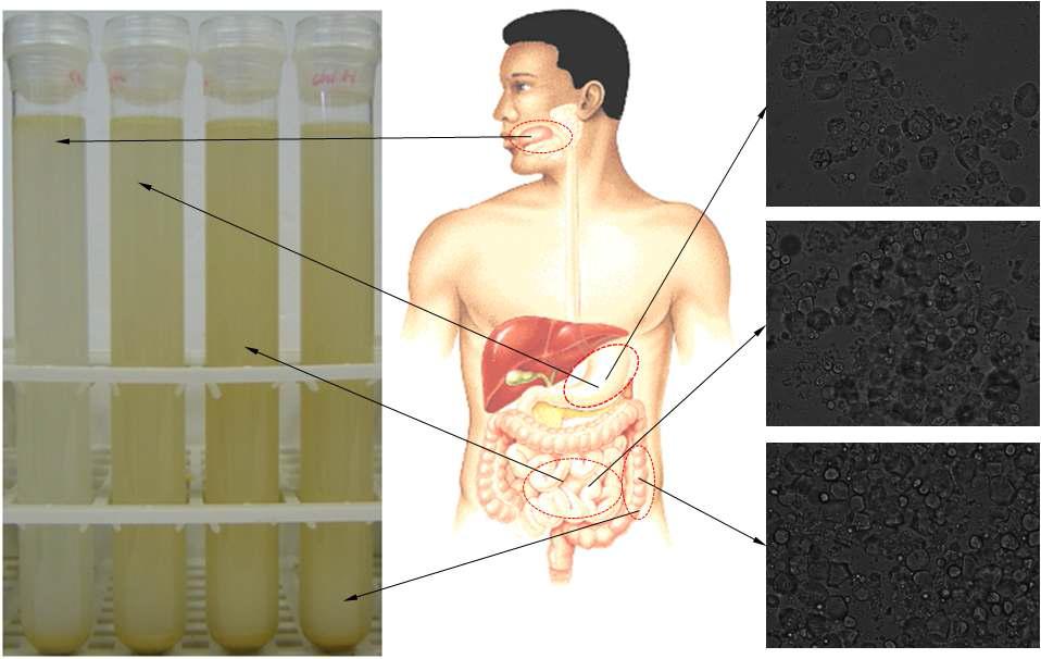 Microscopic images of Prunus mume with biopolymers in gastrointestinal tract