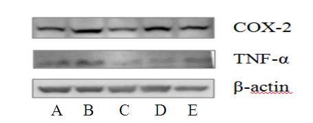 Effect of Prunus mume on the TNF-α and COX-2 expression in spleen