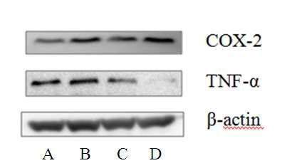 Effect of Prunus mume on the cytokine expression in Peyer's patch