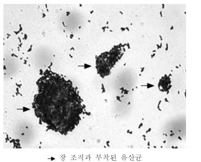 자돈 소장 조직을 이용한 유산균체의 부착능 확인