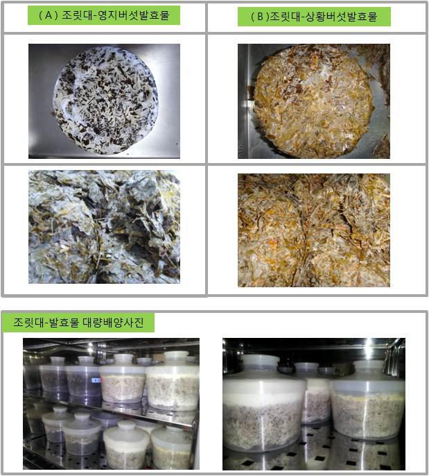 조릿대를 기질로 한 영지버섯-발효물(上-左) 및 상황버섯-발효물(上-右)와 조리대-대량배양물사진(下)