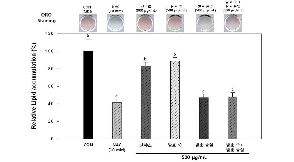 ORO staining을 통한 지방 축적 억제 효과 측정