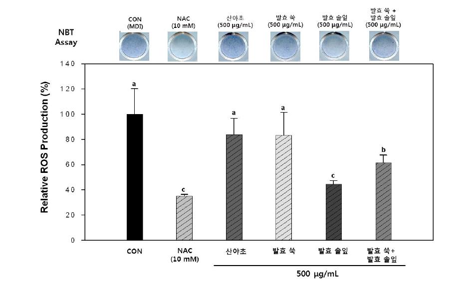 NBT assay를 통한 ROS 생성 억제 효과 측정