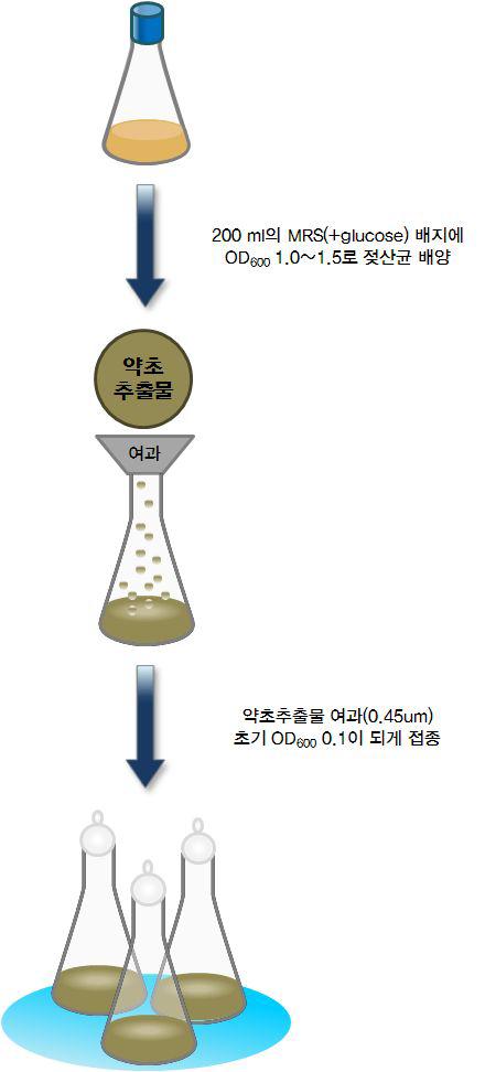 약초 추출물로부터 발효추출물 확보를 위한 발효공정과정