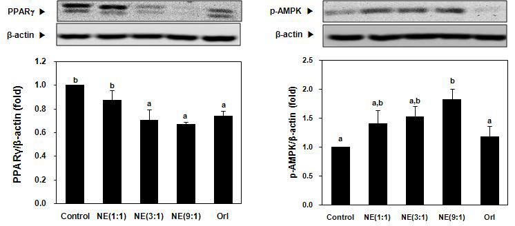 Effect of mixture of NN and EJ extracts on gene expression of lipid metabolism during adipogenic differentiation.