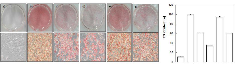 Effect of Nelumbo nucifera (N) and Eriobotrya japonica (E) leaves extracted by subcritical water on lipid accumulation in 3T3-L1 adipocytes.