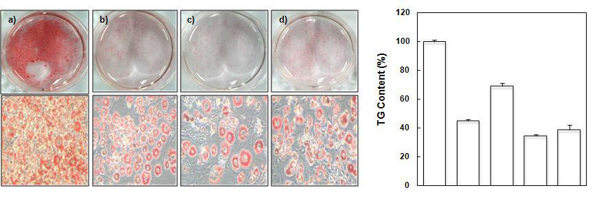 Effect of combination of Nelumbo nucifera (N) and Eriobotrya japonica (E) leaves extracted by subcritical water on lipid accumulation in 3T3-L1 adipocytes.