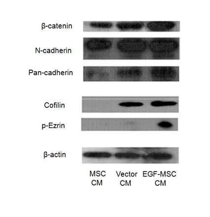 MSC, EGF-MSC 배양액이 피부세포 결합력에 미치는 영향