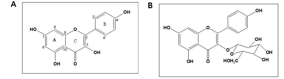 감잎과 뽕잎 유래 Quercetin (3,3',4',5,7-pentahydroxyflavone)과 astragalin (kaempferol-3-O-glucopyranoside)의 구조