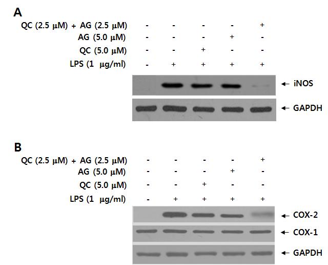 Quercetin (QC)과 astragalin (AG) 마우스 복강대식세포에서 LPS-유도 iNOS와 COX-2 염증매개물 발현억제에 미치는 상승효과 .