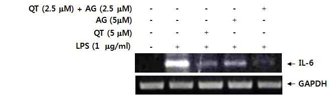 Quercetin (QC)과 astragalin (AG) 마우스 복강대식세포에서 LPS-유도 IL-6 사이토카인 발현억제에 미치는 상승효과 .