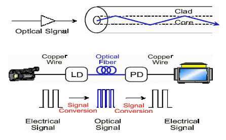 POF의 구조와 신호전달 체계
