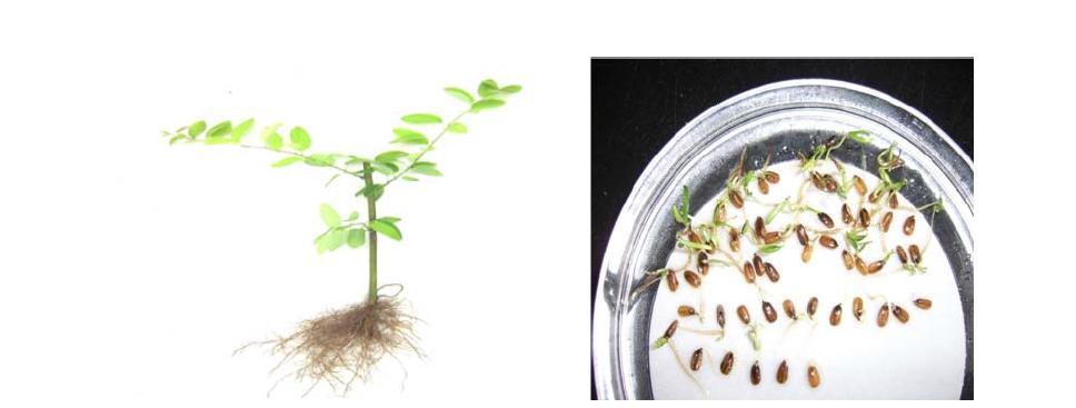 청사조 삽목 발근(좌) 및 종자 발아(우)