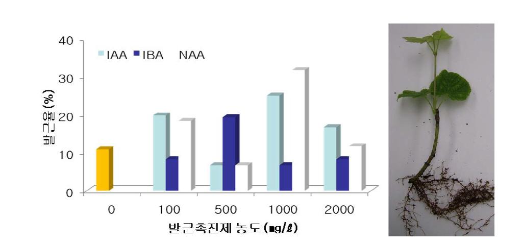 발근촉진제 및 농도별 삽목발근